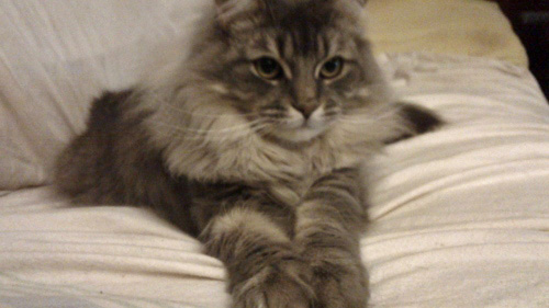 Grey cat lying on bed.